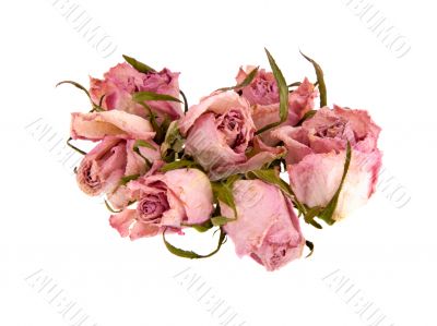 Dead Rosebuds