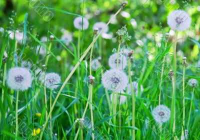 Dandelions among grasses