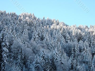 forest at wintertime