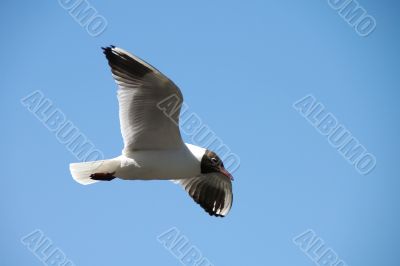 Seagull in a blue sky