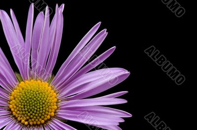 camomile macro on black