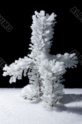 baby branch