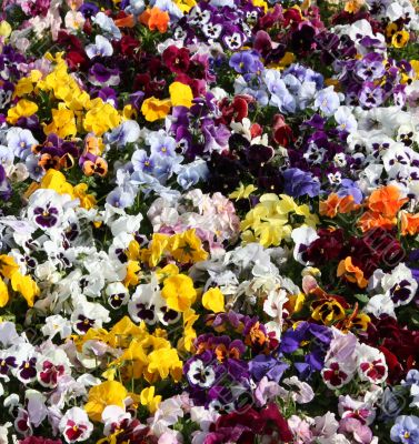 viola flower-bed