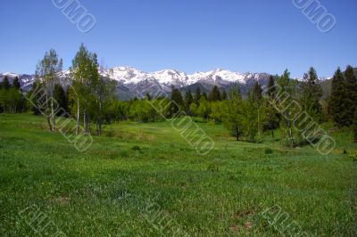 Mountain Spring