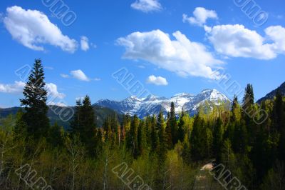 Mountain Spring