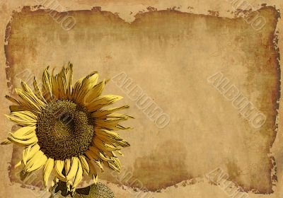 Grunge background with a sunflower