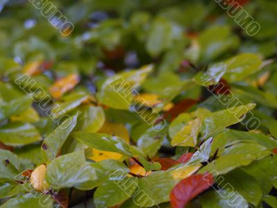 autumnal foliage