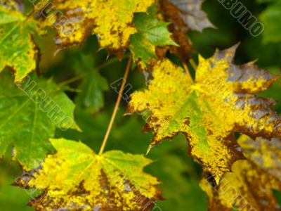 autumnal foliage