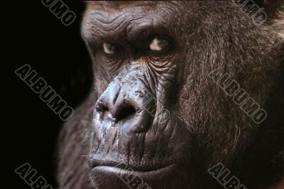 Gorilla Face on Black