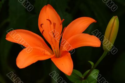 Orange Lily on Black