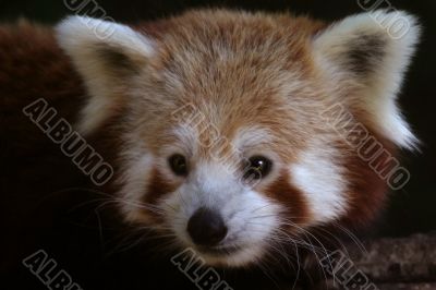 Red Panda Close-up