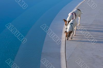 Poolside Dog Patrol