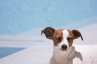 Poolside Meditation