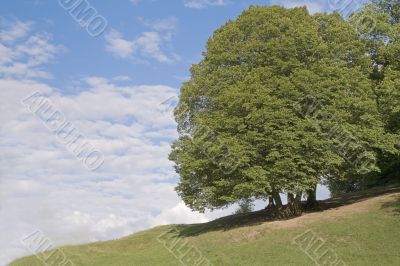 Tree and sky