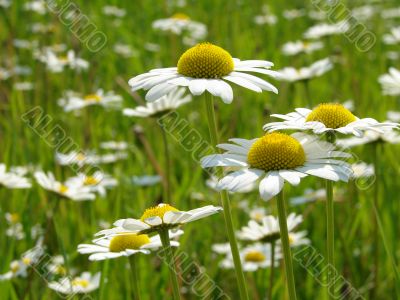 daisies meadow
