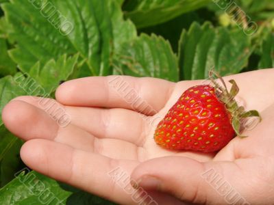 first strawberry 1