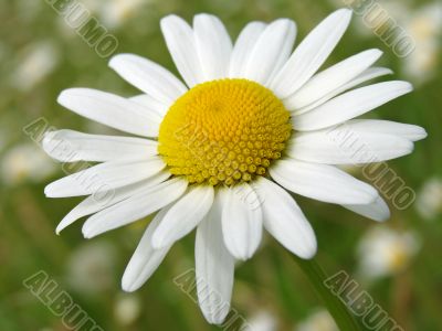 wild daisy 2