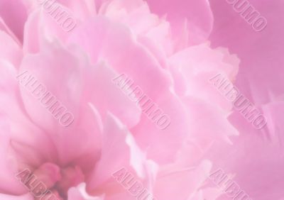 Background - pink petals of a peony