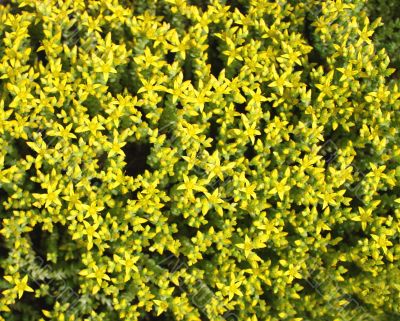 Spring green grass with yellow flowers
