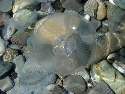 Transparent sea water