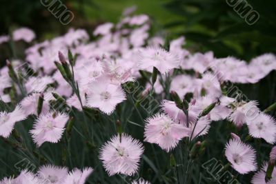 evening aroma