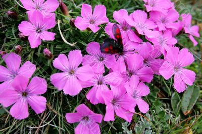 Clove Pink