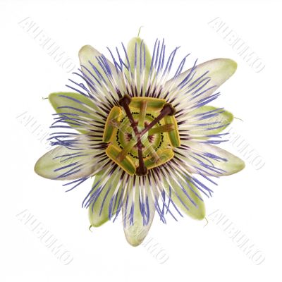 Single Passion Flower