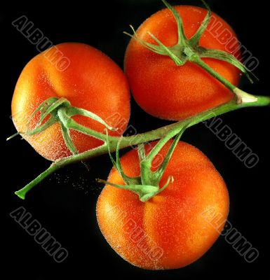 Tomatoes in water