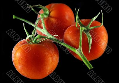 Tomatoes in water