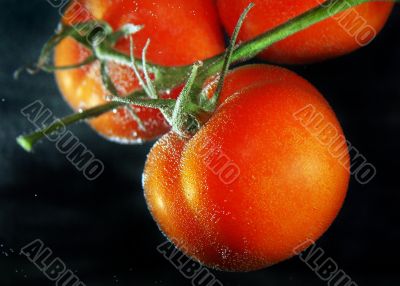 Tomatoes in water