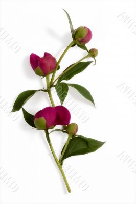 Peonia buds