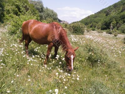  horse