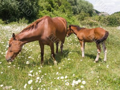 The horse and foal
