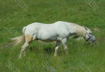 White horse on a meadow