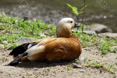 Orange duck