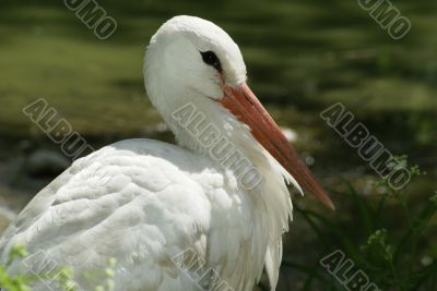 Stork 2