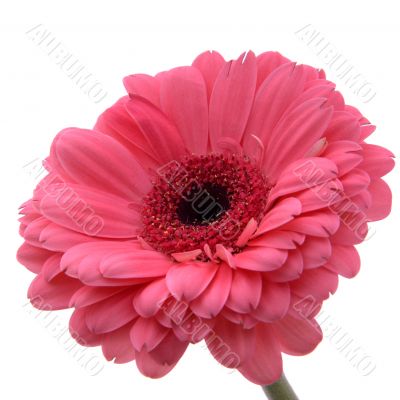 Purple Daisy Flower