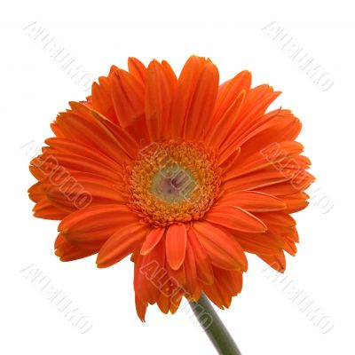 Orange Daisy Flower