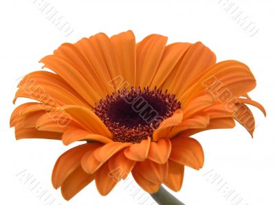 Yellow Daisy Flower