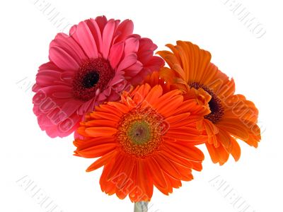 Three Daisy Flowers