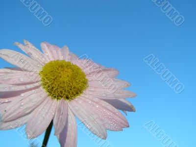 Camomile against the background of sky