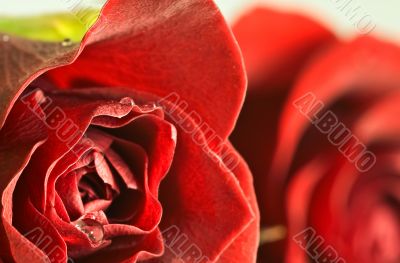 abstract close up of red rose with droplets