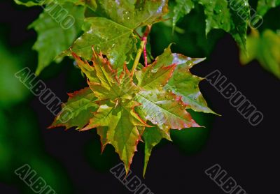 Immature maple leaves after raining