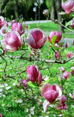 Japanese magnolia in Spring