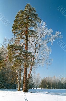 Trees in the winter park