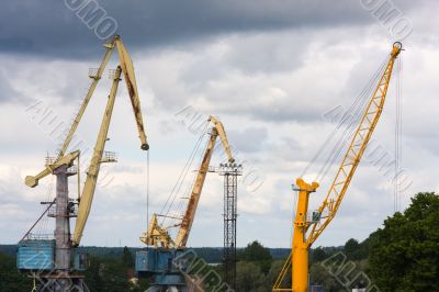 Three greater cranes
