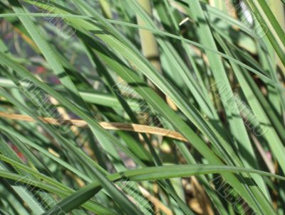 green blades of grass