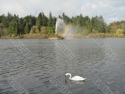 swan on a lake