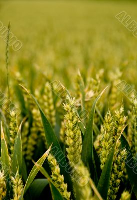 Cornfield