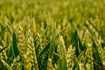 Cornfield